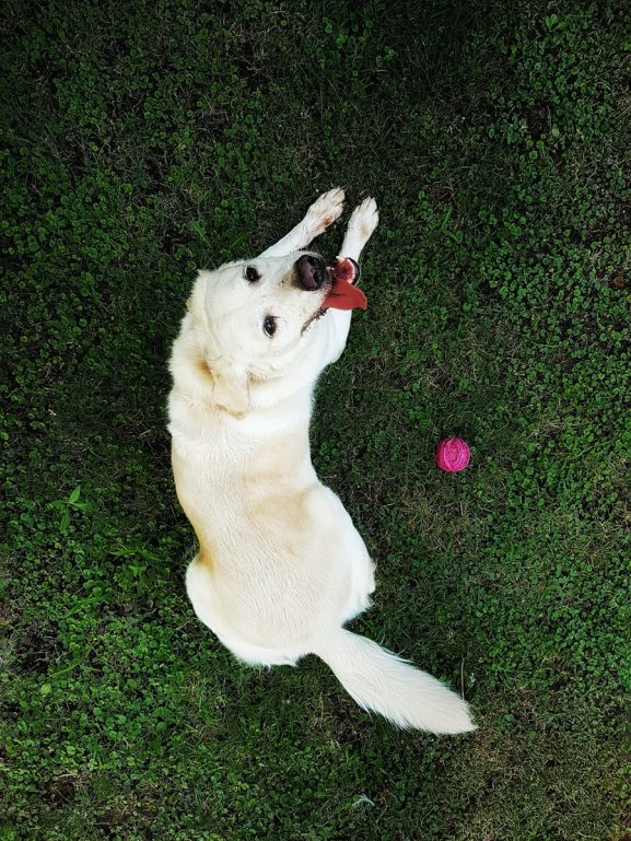 Photo happy dog eating